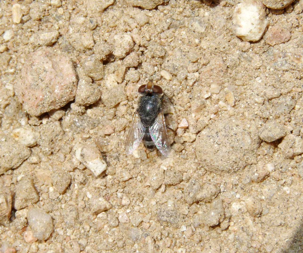 Miltogramma sp. (Sarcophagidae)